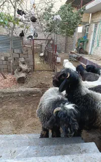 شیشک قوچ و بره قوچ