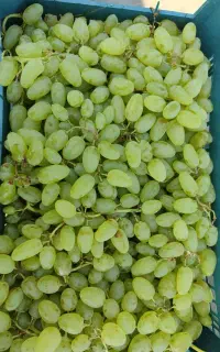 انگور کاشمر درجه 1