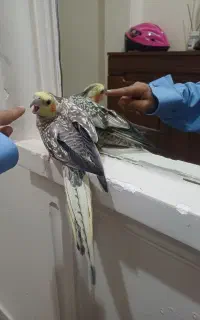 عروس هلندی