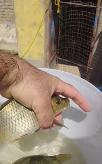 ماهی کپور و امور