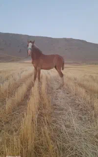نریان