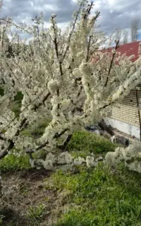 متقاضی سرایداری رایگان هستم