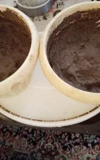 فروش نهال انبه
