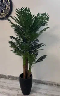 درختچه مصنوعی کنتیا