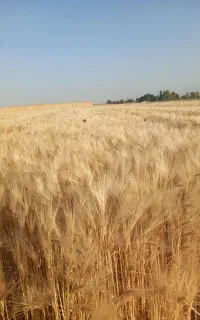 فروش بذر یونجه  جو  بذری  گندم بذری