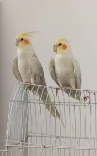 یه عدد عروس هلندی نر فروشی