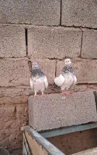 جفت کله الماسی کلاهی