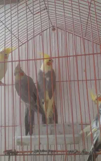 فروش عروس هلندی دستی خودم بزرگ کردم خریدار واقعی
