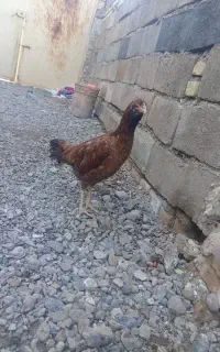 مرغ لاری