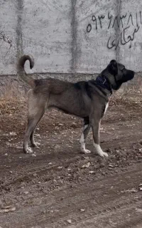 سگ سرابی
