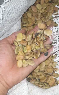 باقله درجه یک ارگانیک