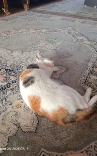 گربه لوسی  DSH  یک ساله بازیگوش
