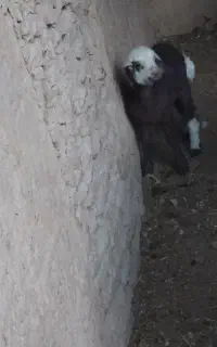بره