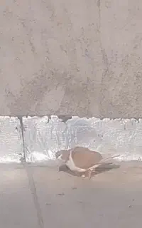 کبوتر باخ رفته