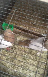 یک جفت کفتر سینه با یک جوجه