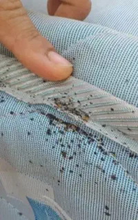 سمپاشی ساس موریانه سم پاشی سوسک