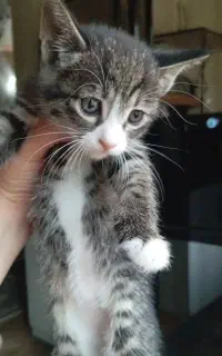 بچه گربه