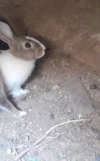 خرگوش نر و ماده