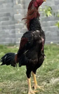 دو عدد خروس یکی دونگش ۳ یکی ۲/۵