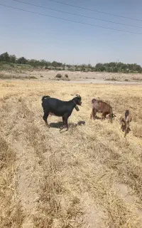 بره
