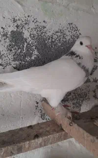 کبوتر ماده قزقن