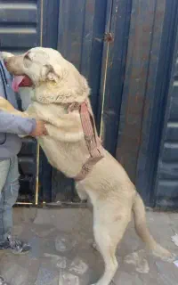 واگذاری سگ پژدر سرابی