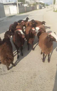 بره نر شیری