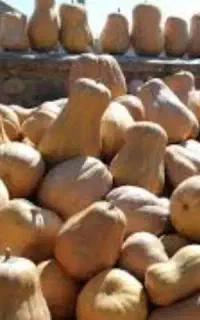 تخم کدوحلوایی