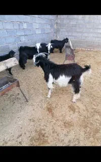 کهره نر