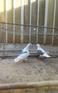 کفتر فروشی