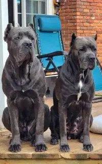 واگذاری کنکورسو ژرمن بلک گلدن ساموئید قفقاز