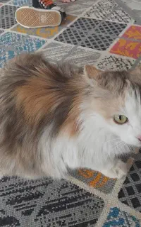 فروش گربه نژاد خاص وزیبا سنجابی