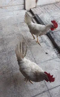 خروس