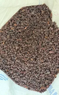 کشمش خشک آفتابی