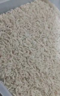 برنج هاشمی محصول مزرعه خودم