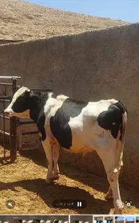 گوساله نر