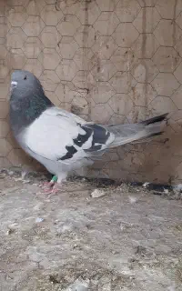 کبوتر