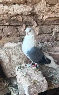 کبوتر دوکت سبز