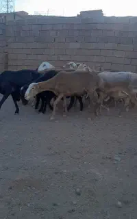 میش‌چینی