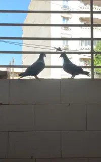 زاغ پلاکی گمشده