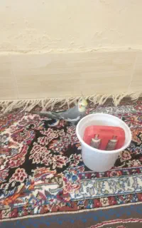 یک عدد عروس هلندی