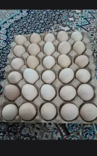 ۱۵تا مرغ ‌گلین کرچ شو.یدونه خروس گلین تخم مرغ محلی