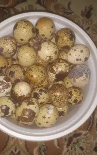 تخم بلدرچین