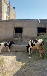 دو عدد گاو شیرده گاو صحرا .آدرس ورودی شهر مراغه .