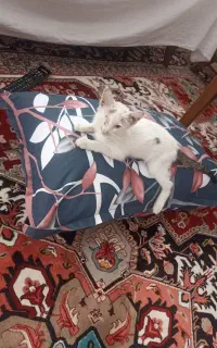 واگذاری بچه گربه