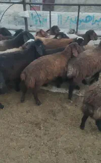 بره ماده مناسب داشت و پروار