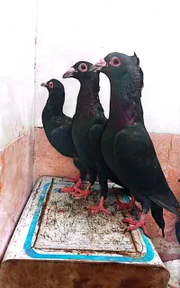 زاغ سیستان کلاهی