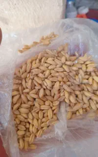 گندم قلاوندی درجه یک