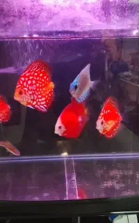 ماهی دیسکس و آکواریوم