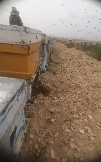 زنبور مادری  اماده برداشت عسل در بوانات
